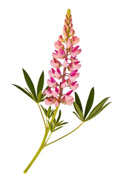 Lupinus izole beyaz