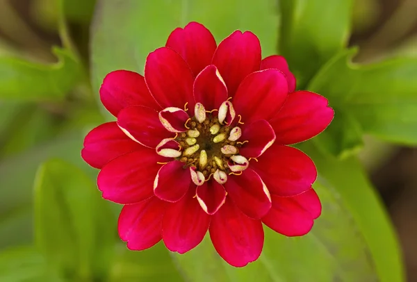 Zinnia on green background — Stock Photo, Image