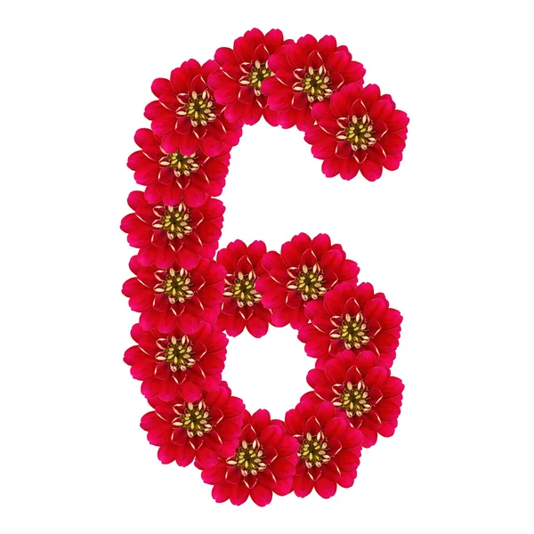 Sechs aus roten Blumen — Stockfoto