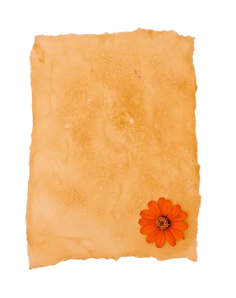 Old paper and flower — Stock Photo, Image