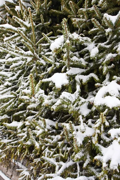 Sneeuw bedekte bont-tree, winter achtergrond — Stockfoto