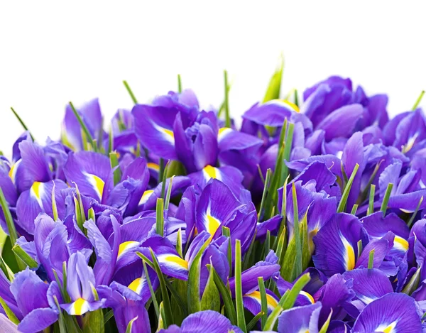 Bouquet of irises — Stock Photo, Image