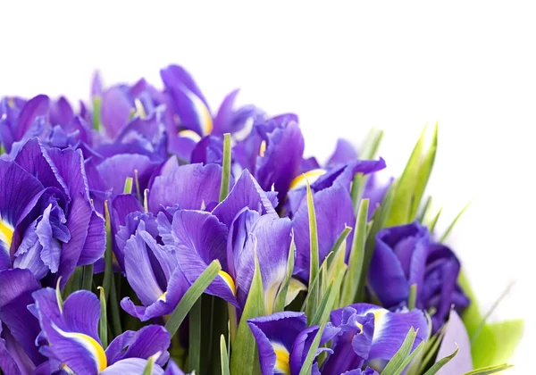 Bouquet of irises — Stock Photo, Image