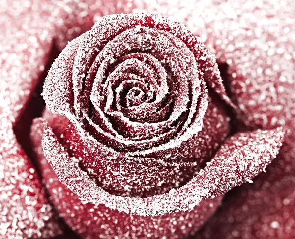 Rosso congelato — Foto Stock
