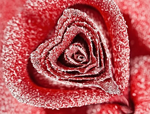 在心灵的窗体中的红玫瑰 — 图库照片