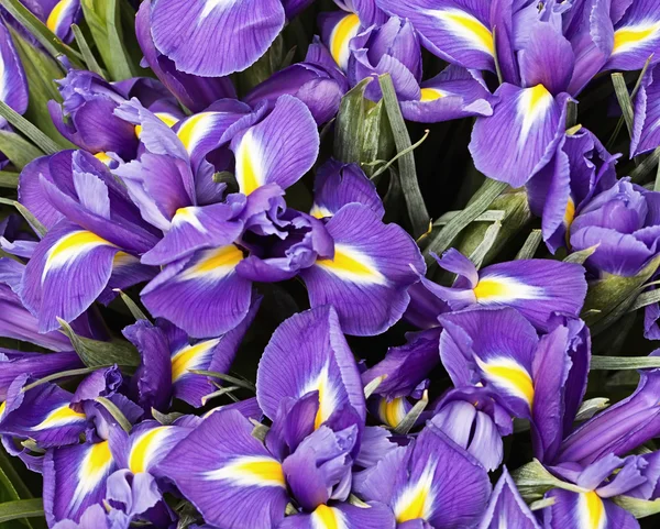 Irises — Stock Photo, Image