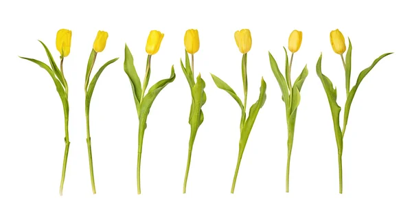 Sieben gelbe Tulpen — Stockfoto