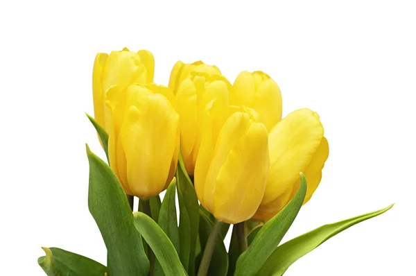 Bouquet from yellow tulips — Stock Photo, Image
