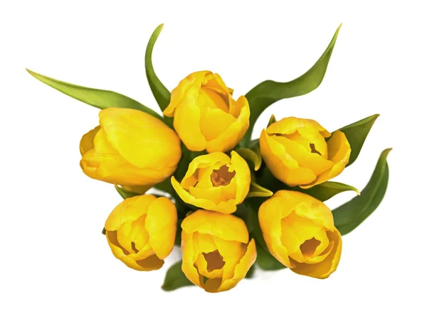 Gele tulpen — Stockfoto