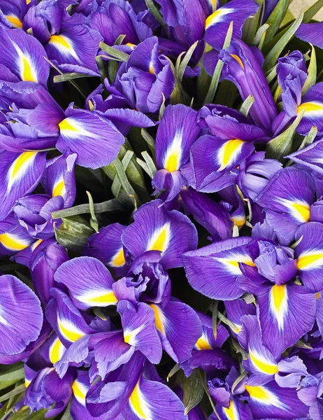 Iris buket — Stok Foto