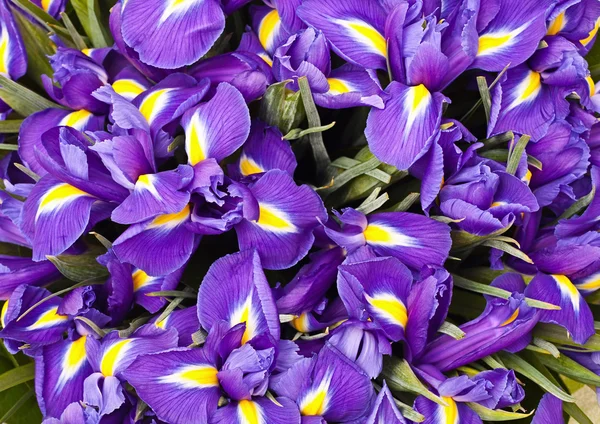 Bouquet iris — Stock Photo, Image