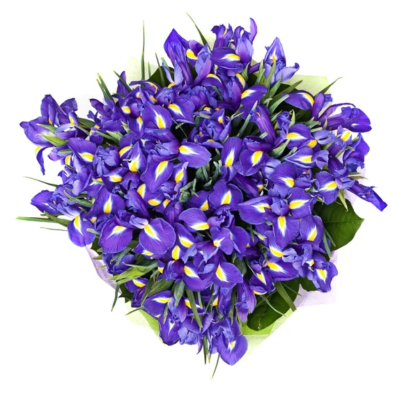 Bouquet iris — Stock Photo, Image