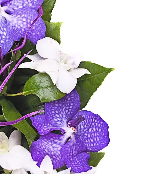 紫色和白色的兰花的花束 — 图库照片