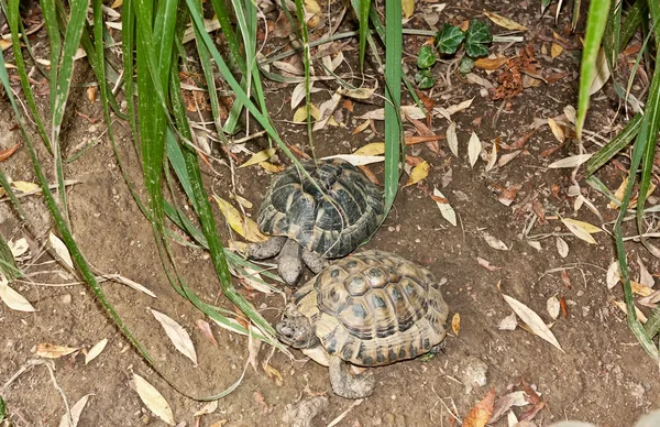 Turtles — Stock Photo, Image