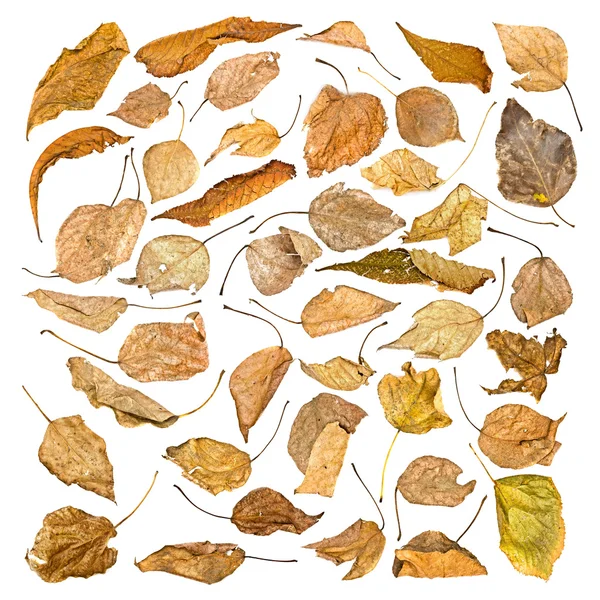 Набор осенних листьев — стоковое фото