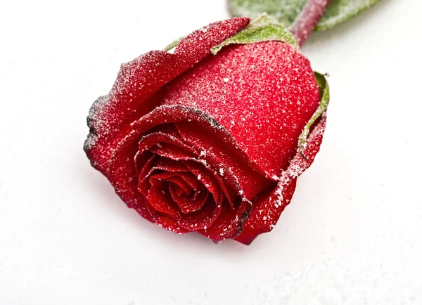 Холодная красная роза — стоковое фото