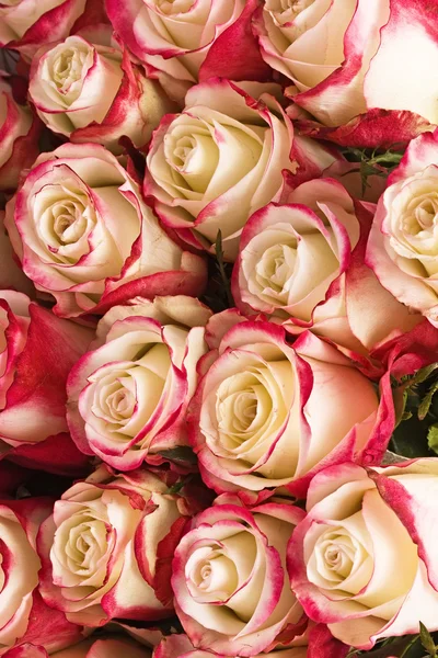 Bando de rosas — Fotografia de Stock