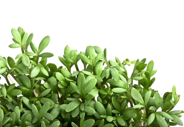 Agrião de salada — Fotografia de Stock