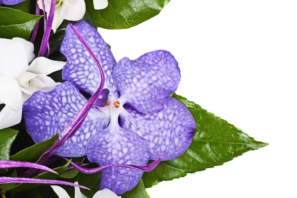 Violet orchid — Stock Photo, Image