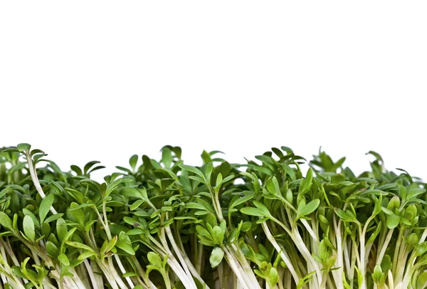 Salatkresse — Stockfoto