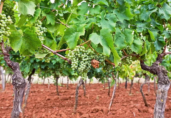 Виноградний кластер — стокове фото