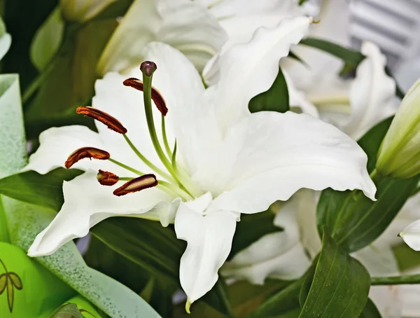 White lily — Stock Photo, Image