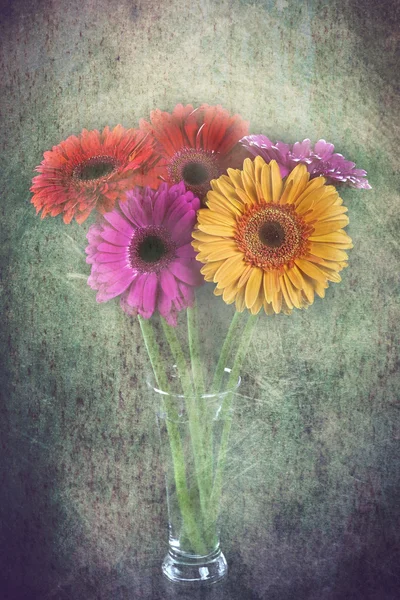 Transvaal daisy in a vase — Stock Photo, Image