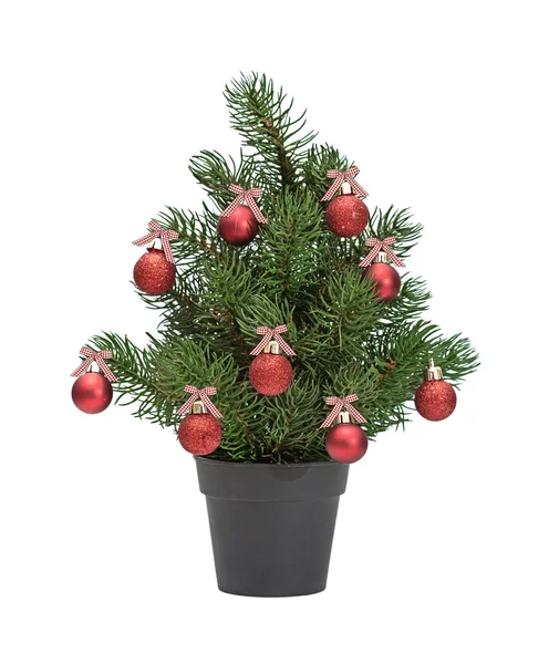 Christmas tree in a pot — Stock Photo, Image