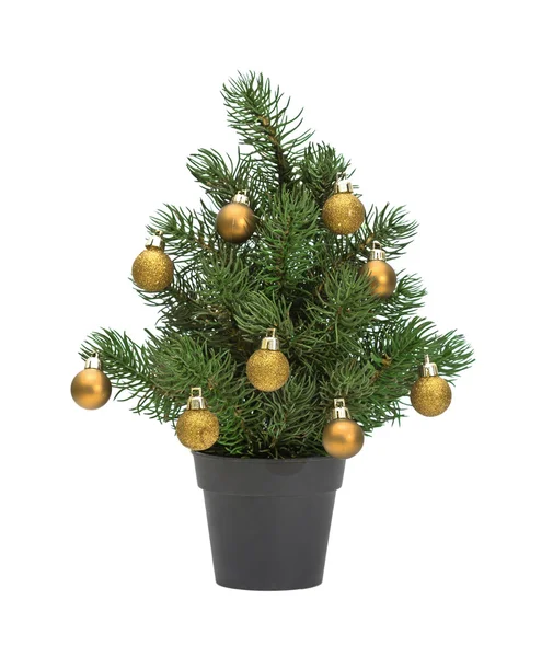 Christmas tree in a pot — Stock Photo, Image