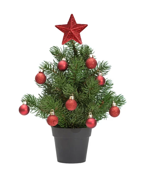 Weihnachtsbaum im Topf — Stockfoto