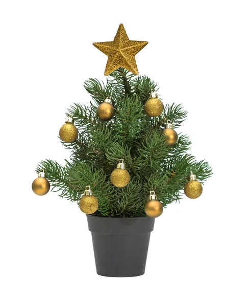 Christmas tree in a pot — Stock Photo, Image