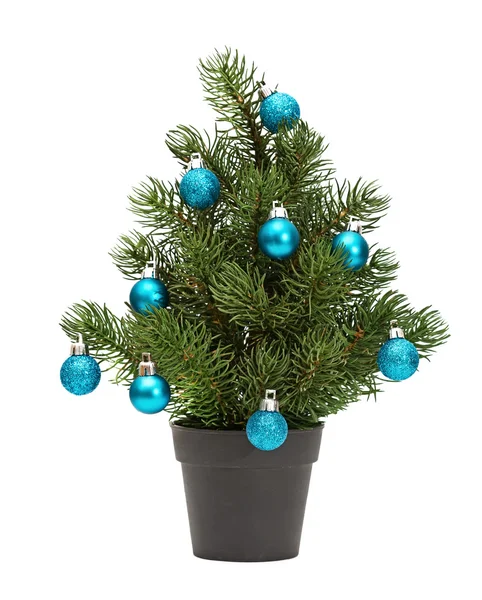 Kerstboom in een pot — Stockfoto