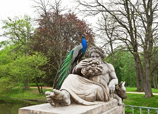 Peacock in Lazienki Park — Stock Photo, Image