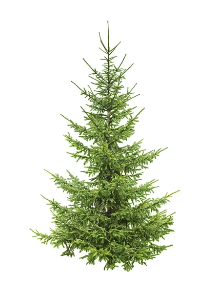 Spruce tree — Stock Image Spruce tree Stock Image