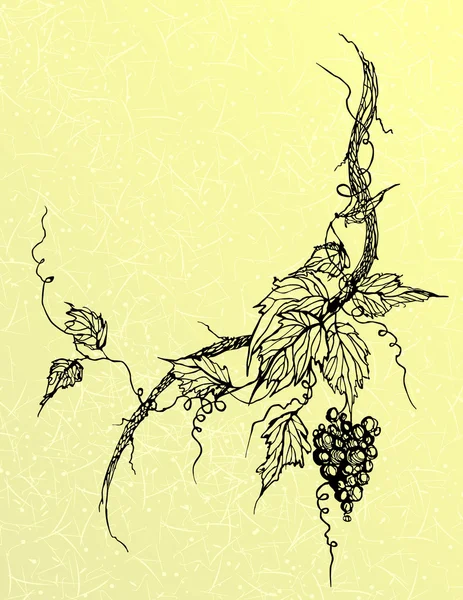 Фон виноградной ветви — стоковый вектор