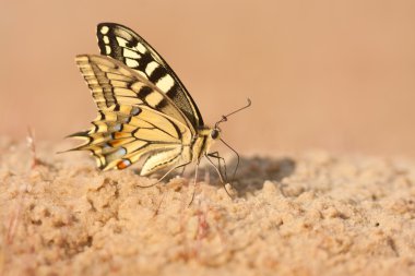 Avrupa swallowtail