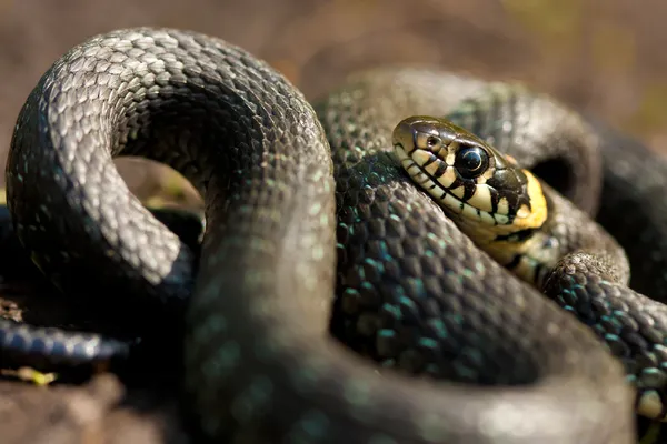 Grass-snake — Stock Photo, Image