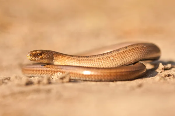 Lagarto angoleño Imagen de archivo