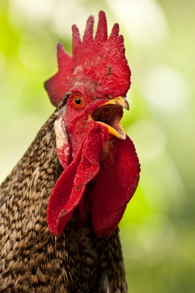 Cock doodle lakukan — Stok Foto