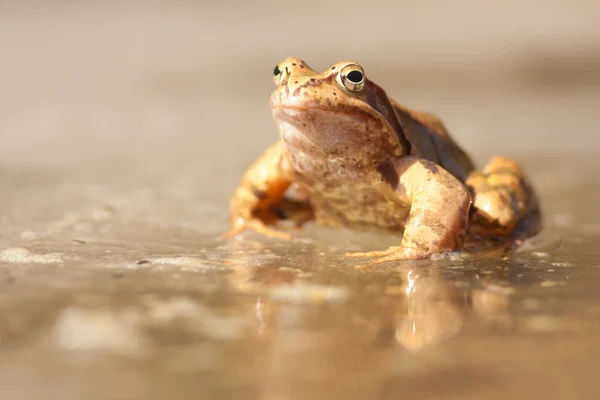 Buz üzerinde kahverengi kurbağa — Stok fotoğraf