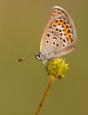 Bitkinin üzerindeki kelebek