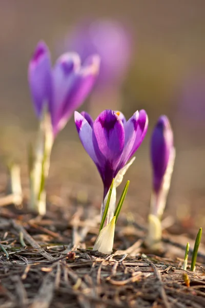 Krokussen — Stockfoto