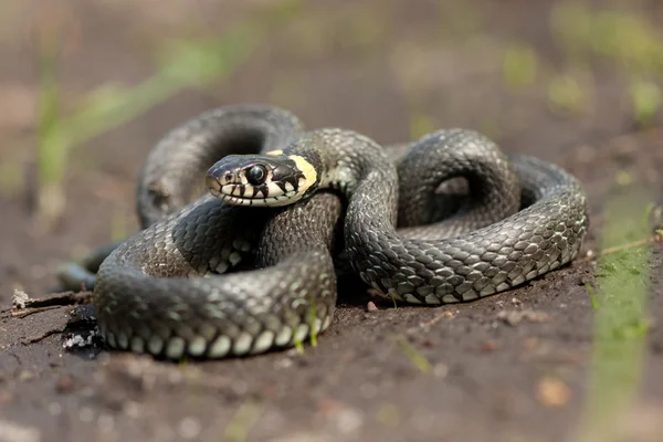 Grass-snake — Stock Photo, Image