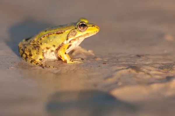 Frog op de bank — Stockfoto