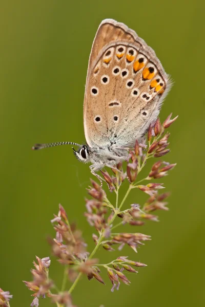 Butterfly on the plant — Stock Photo, Image