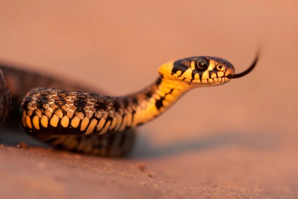 Serpiente agresiva Fotos de stock libres de derechos