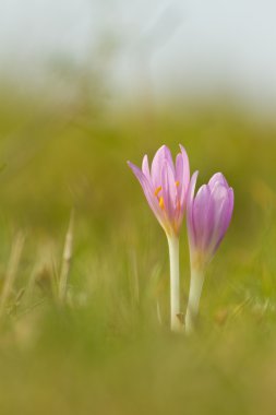 sonbahar çiğdemler