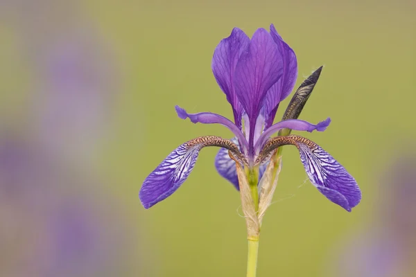 Iris isoleret - Stock-foto