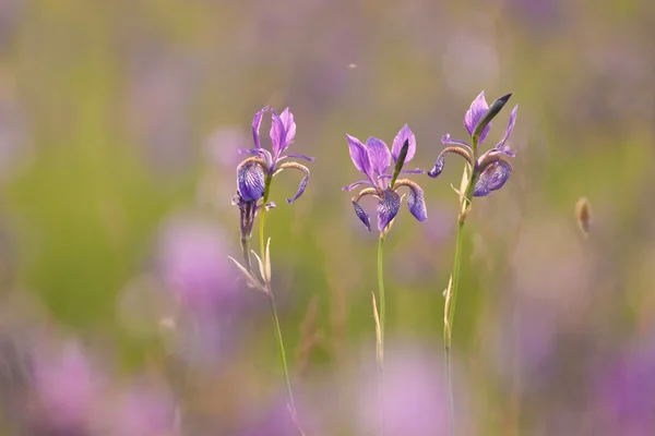 Tres iris — Foto de Stock