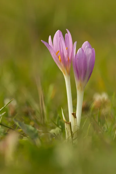 Autumn crocuses — Stock Photo, Image